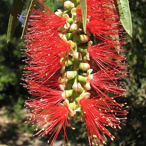 Bottlebrush Tree Melaleuca Citrina 'Pendula' Seeds image 4