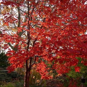 Paperbark Maple Tree (Acer Griseum) Seeds - LIMITED BATCH