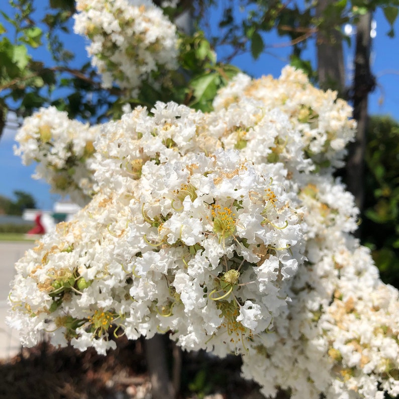 May include: A close-up of a white crape myrtle bush in full bloom. The flowers are small and delicate, with a slightly ruffled appearance. The bush is in a garden setting, with green leaves visible in the background.