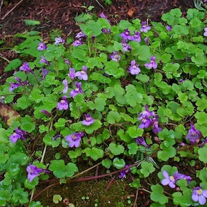 Kenilworth Ivy Plant Cymbalaria Muralis Seeds image 1