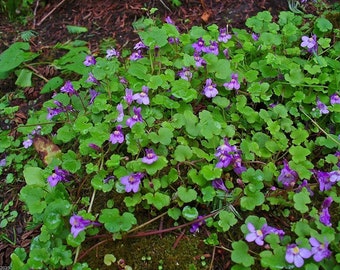 Kenilworth Ivy Plant (Cymbalaria Muralis) Seeds