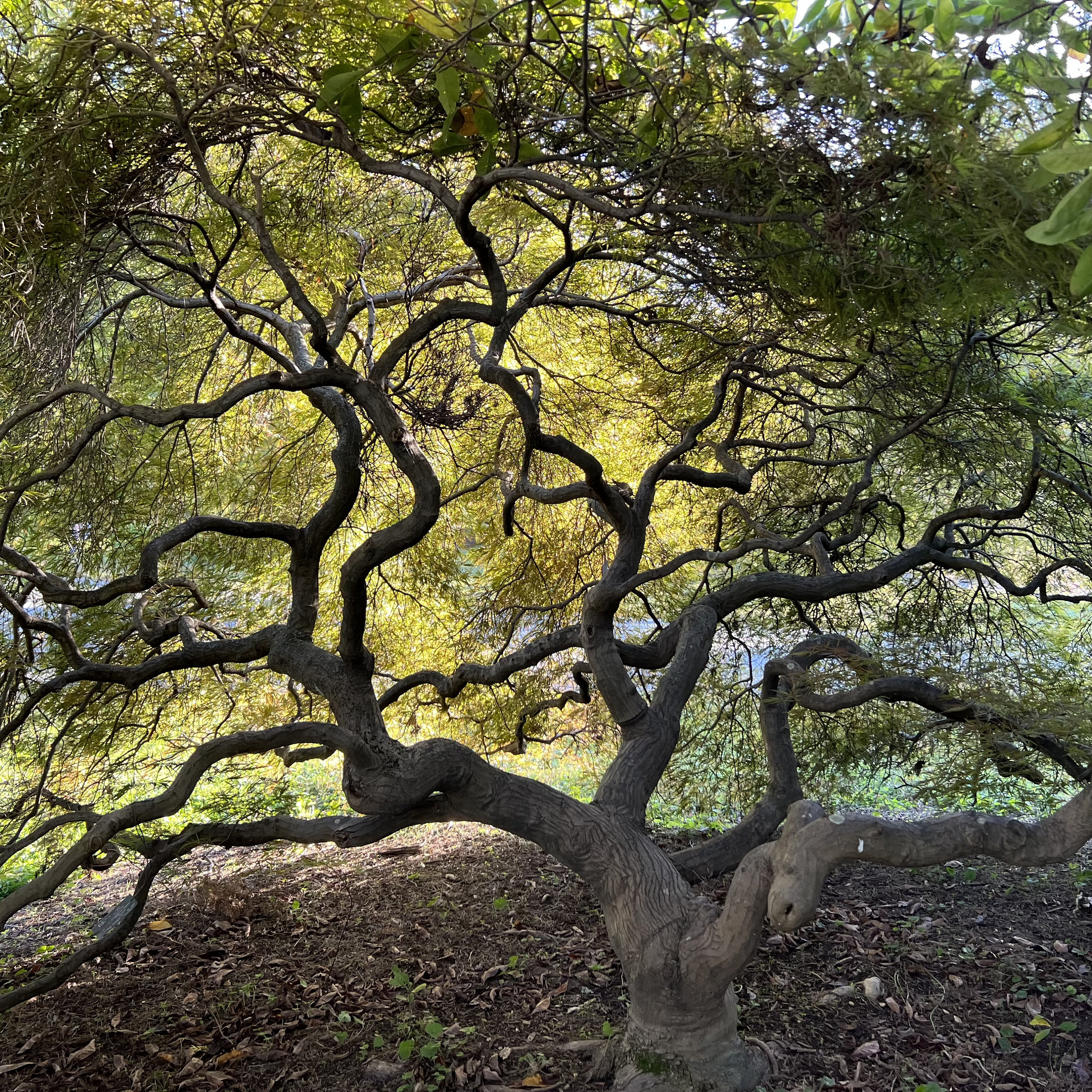 Tamukeyama Japanese Maple Tree (acer Palmatum 'tamukeyama') Seeds - NEW ...