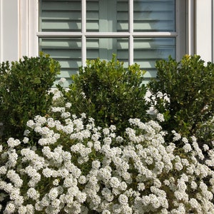 Alyssum &quot;Carpet of Snow&quot; Ornamental Groundcover (Lobularia Maritima Benthamii) Seeds
