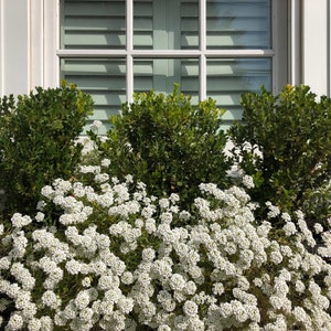 Alyssum "Carpet of Snow" Ornamental Groundcover (Lobularia Maritima Benthamii) Seeds