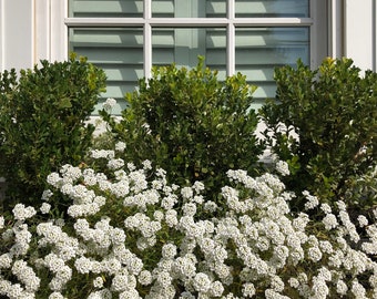 Alyssum "Carpet of Snow" Ornamental Groundcover (Lobularia Maritima Benthamii) Seeds