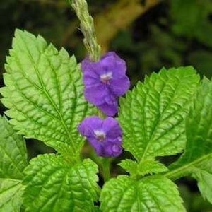 Blue Porterweed Plant (Stachytarpheta Jamaicensis) Seeds