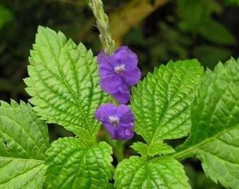 Semillas de planta azul Porterweed (Stachytarpheta jamaicensis)