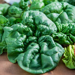 Organic Bloomsdale Spinach Plant (Spinacia Oleracea) Seeds