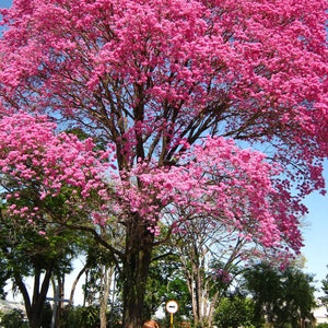 Rosy Pink Trumpet/Tabebuia Tree Seeds