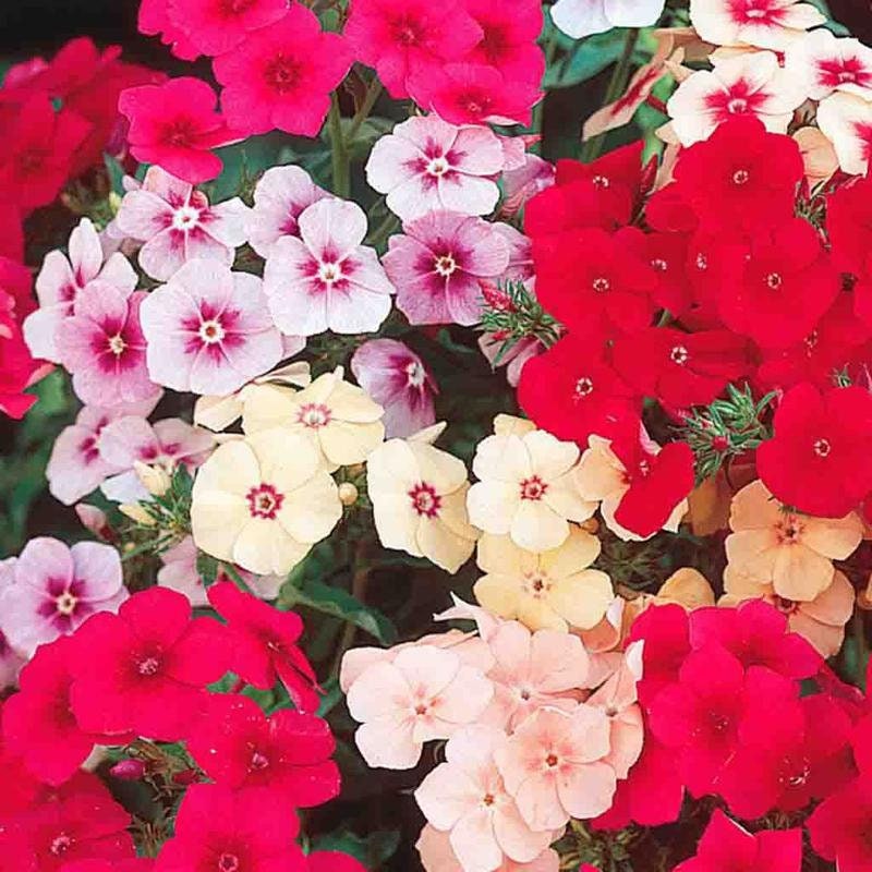 フロックスの花（Phlox Drummondii）の種子 - Etsy 日本