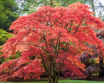 Inazuma Japanese Maple Tree (Acer Palmatum 'Inazuma') Seeds - NEW FOR 2024