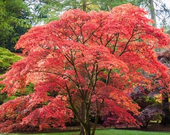 May include: A vibrant red Japanese maple tree with lush foliage in a forest setting.
