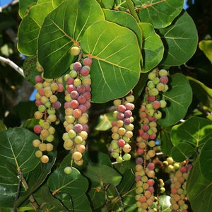 Sea Grape Tree Coccoloba Uvifera Seeds image 4