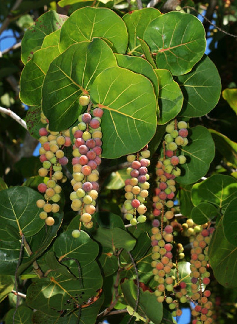 Sea Grape Tree Coccoloba Uvifera Seeds image 4
