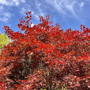 Moonfire Japanese Maple Tree (Acer Palmatum &#39;Moonfire&#39;) Seeds - NEW FOR FALL 2024