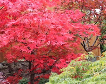 May include: A vibrant red Japanese maple tree with delicate, feathery leaves. The tree is in full autumn foliage, creating a stunning display of color.