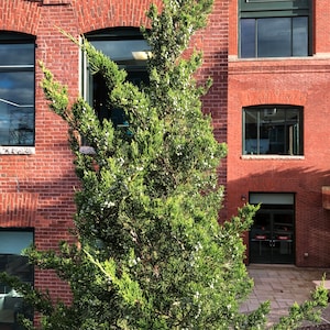 Eastern Red Cedar Tree (Juniperus Virginiana) Seeds