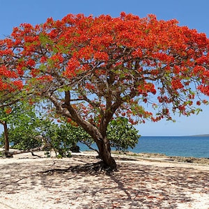 Royal Poinciana Flamboyant Tree Delonix Regia Seeds image 1