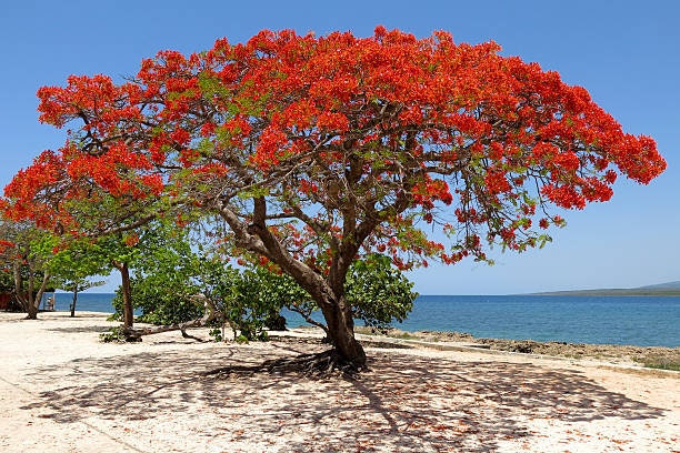 Royal Poinciana Flamboyant Tree (Delonix Regia) Seeds