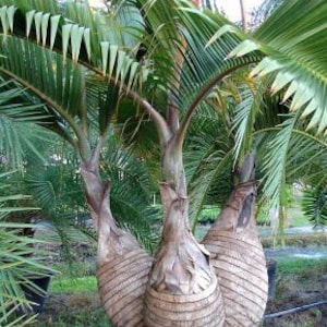 Bottle Palm Tree Hyophorbe Lagenicaulis Seeds LIMITED BATCH image 5
