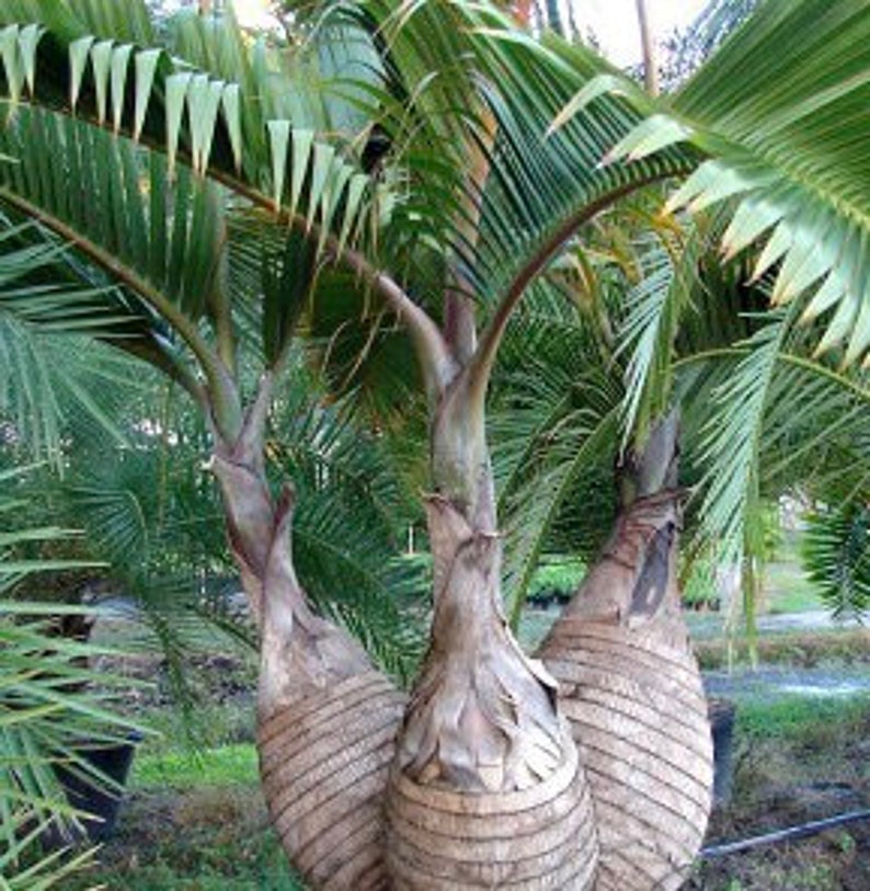 Bottle Palm Tree Hyophorbe Lagenicaulis Seeds LIMITED BATCH image 5