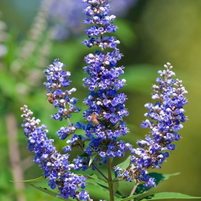 Samen des Mönchspfefferbaums Vitex Agnus-Castus. Bild 6