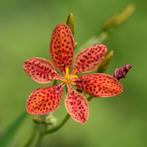 Brombeerlilie (Iris Domestica) Samen