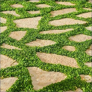 Asian Ponysfoot Ornamental Groundcover (Dichondra Micrantha) Seeds