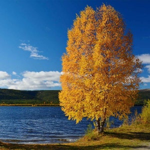 Yellow Paper Birch Tree (Betula Alleghaniensis) Seeds