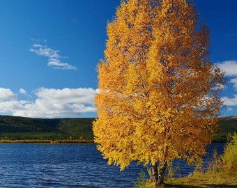 Semillas de abedul de papel amarillo (Betula alleghaniensis)