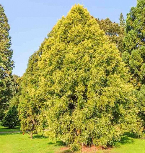 Japanese Cedar Tree (Cryptomeria Japonica) Seeds