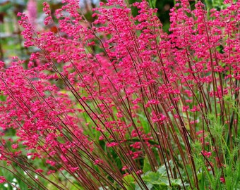 Firefly Coral Bells Flower (Heuchera Sanguinea) Seeds