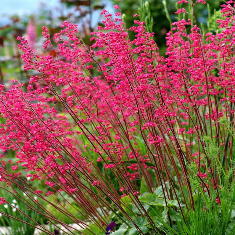 Firefly Coral Bells Flower Heuchera Sanguinea Seeds image 1