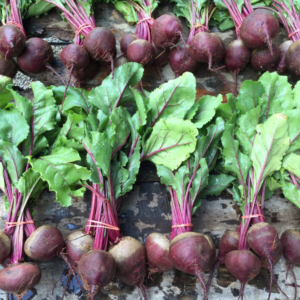 Organic Detroit Red Beet Plant beta Vulgaris Seeds Etsy