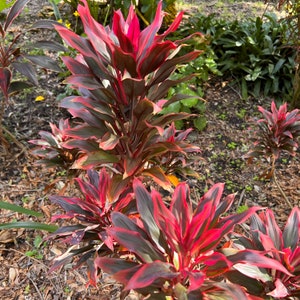 Red Hawaiian Compacta Cordyline Ti Plant Seeds NEW FOR 2024 image 5