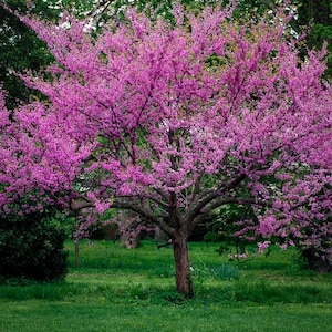 Western Redbud Tree (Cercis Occidentalis) Seeds