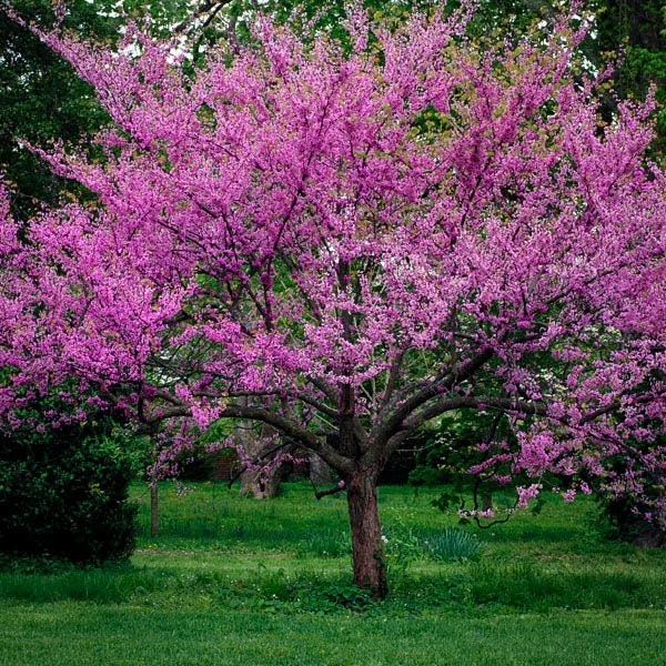 Western Redbud Tree (Cercis Occidentalis) Seeds