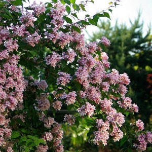 Beauty Bush Plant Kolkwitzia Amabilis Seeds image 4