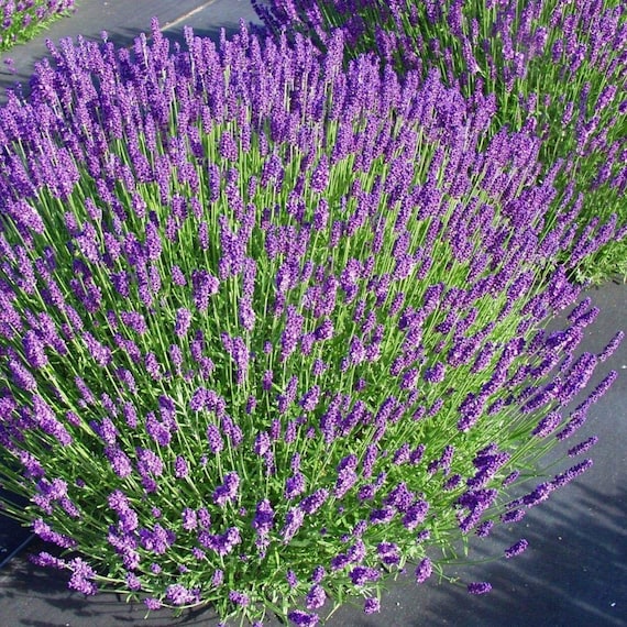purple flower house plant Kalanchoe blossfeldiana 'Calandiva Purple' | Houseplant Decor main image 1