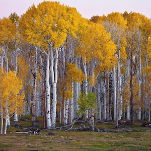 White Paper Birch Tree (Betula Papyrifera) Seeds