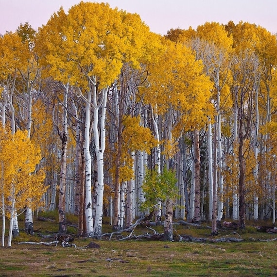 Betula papyrifera (Paper Birch)