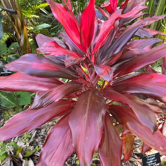 Auntie Lou Cordyline Ti Plant Seeds - Etsy