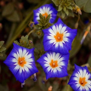 Royal Ensign Morning Glory Flower (Ipomoea Tricolor Minor) Seeds