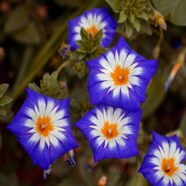 Royal Ensign Morning Glory Flower (Ipomoea Tricolor Minor) zaden