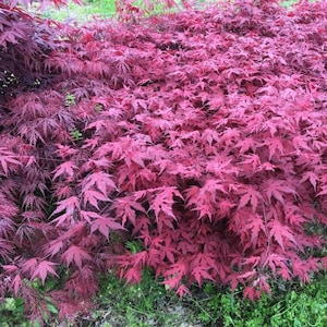 Purple Ghost Japanese Maple Tree (Acer Palmatum 'Purple Ghost') Seeds