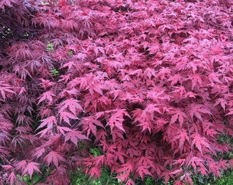 May include: A close-up of a vibrant red Japanese maple tree with lush foliage. The leaves are a deep crimson color, creating a striking contrast against the green background.