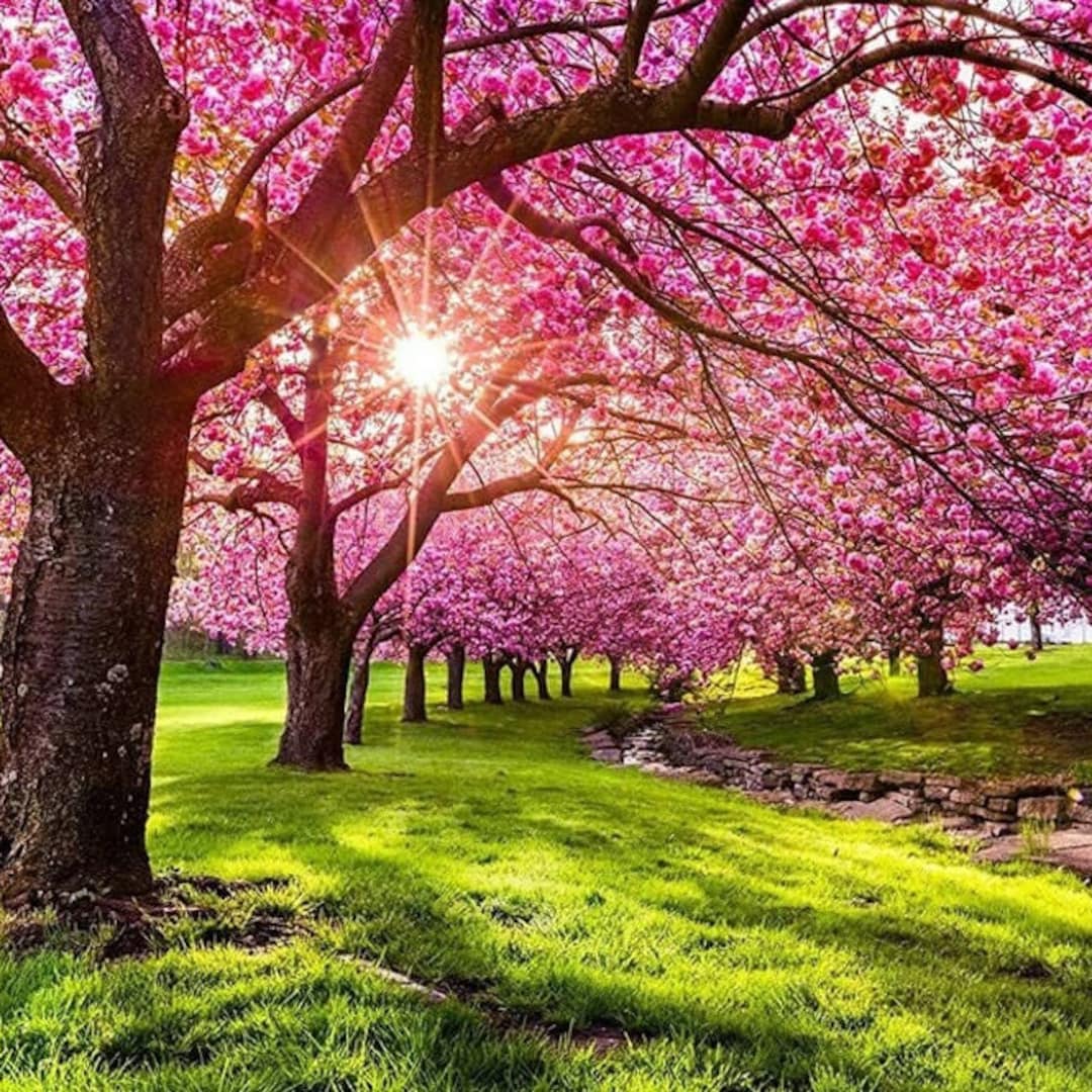 Kanhizakura Japanese Flowering Cherry Tree (prunus