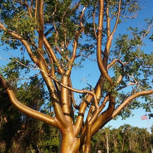 Gumbo Limbo &quot;Tourist&quot; Tree (Bursera Simaruba) Seeds