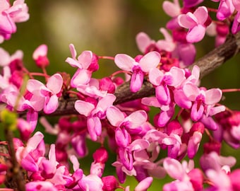 Alley Cat Variegated Eastern Redbud Tree (Cercis Canadensis 'Alley Cat') Seeds