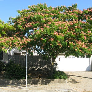 Mimosa Persian Silk Tree Albizia Julibrissin Seeds image 3